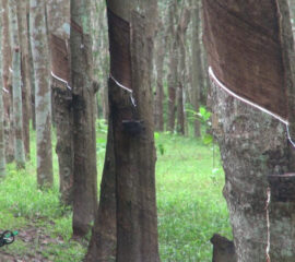 กฎเหล็ก EU เล่นงานยางไทย ปลูกรุกป่า 6 ล้านไร่ห้ามนำเข้า