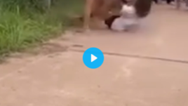 ภาพคลิป  เหตุนักเรียนหญิงตีกัน ที่บริเวณริม อ่างกะซะ  เทศบาลตำบลศรีพนา ต.เซกา. จ.บึงกาฬ