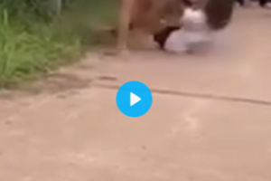 าพคลิปนักเรียนตีกัน ที่บริเวณริม อ่างกะซะ  เทศบาลตำบลศรีพนา ต.เซกา. จ.บึงกาฬ