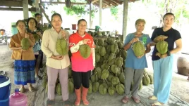 ทุเรียนภูทอกออกแล้ว ชูรสชาติดีมีกลิ่นเอกลักษณ์ ล้งมารับซื้อส่งขายเมืองนอก