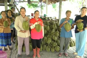 ทุเรียนภูทอกออกแล้ว ชูรสชาติดีมีกลิ่นเอกลักษณ์ ล้งมารับซื้อส่งขายเมืองนอก